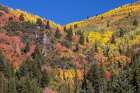 USA, Utah, Park City. Aspen and maple in fall color on Wasatch Mountains hillsides Art Print